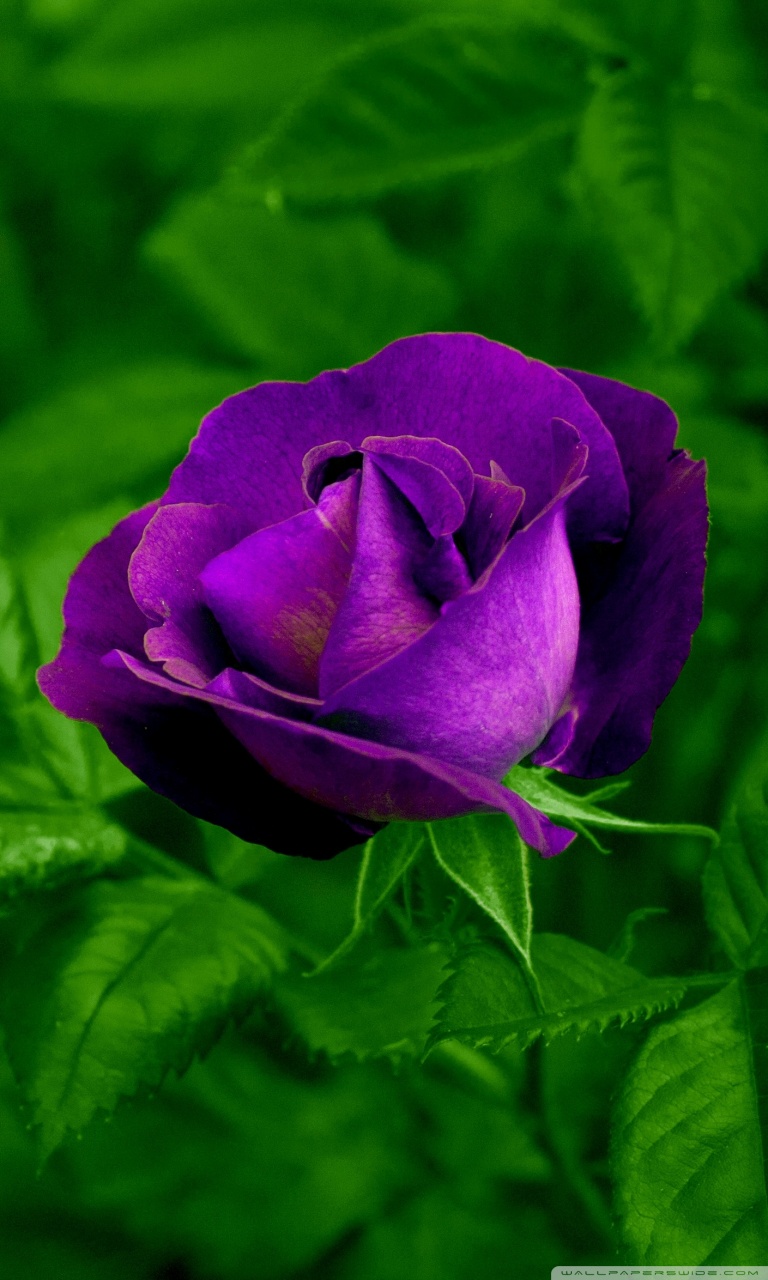 Хлоя пурпурная роза