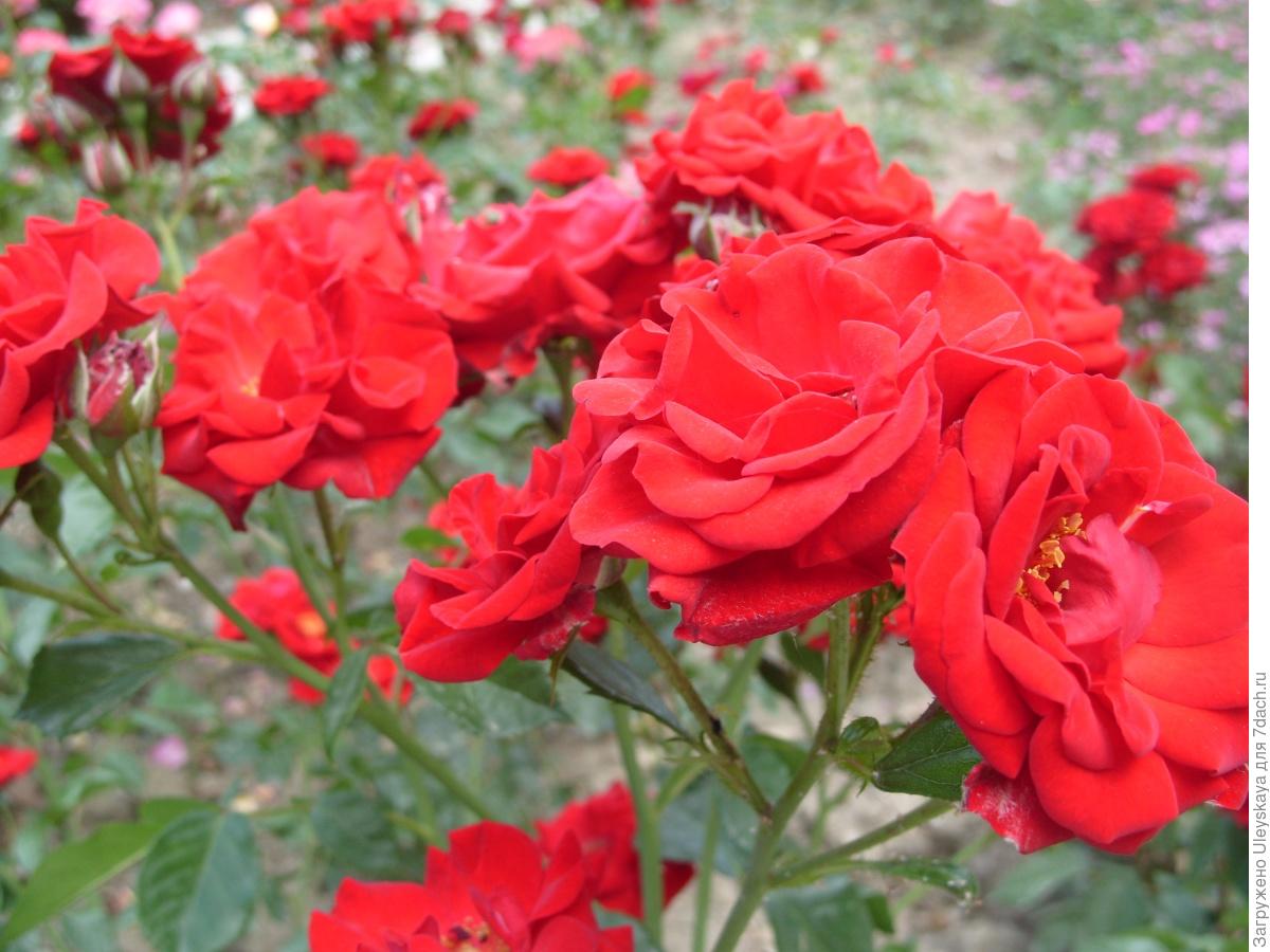 Роза флорибунда , Мулен Руж ( красная)