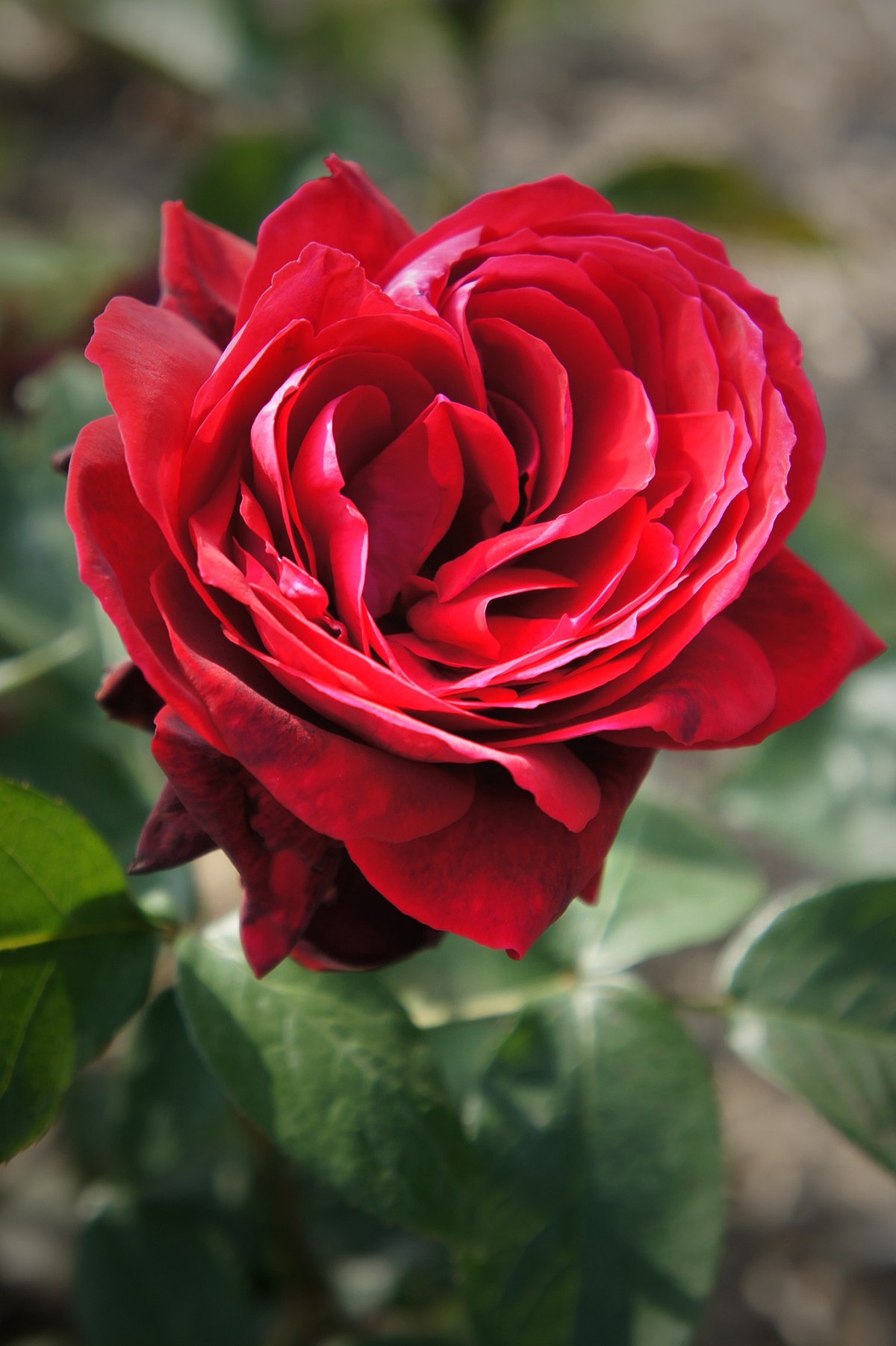Rose of the World pictures