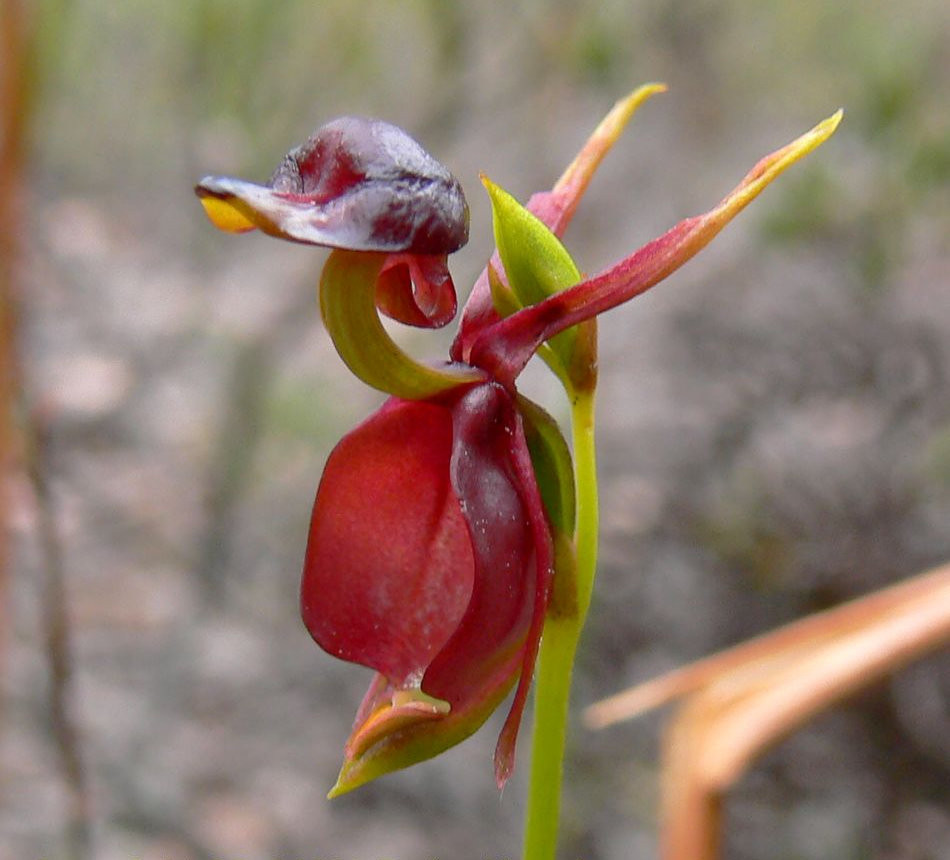 Австралийская Орхидея
