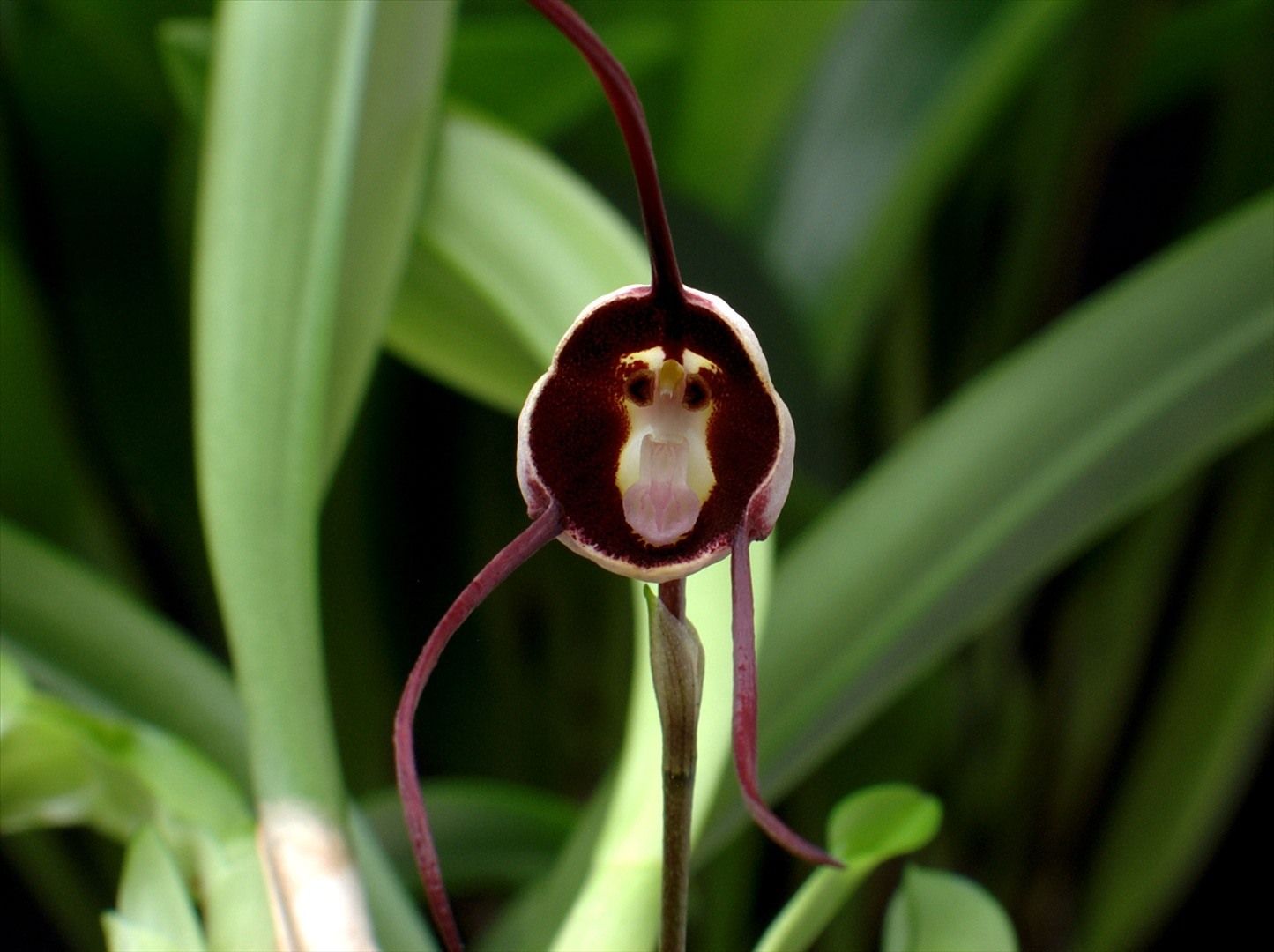 Орхидея-обезьяна, Обезьяний Дракула