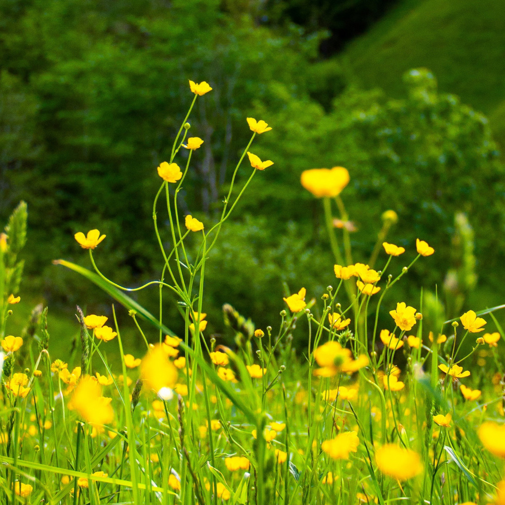 Желтые цветы летом