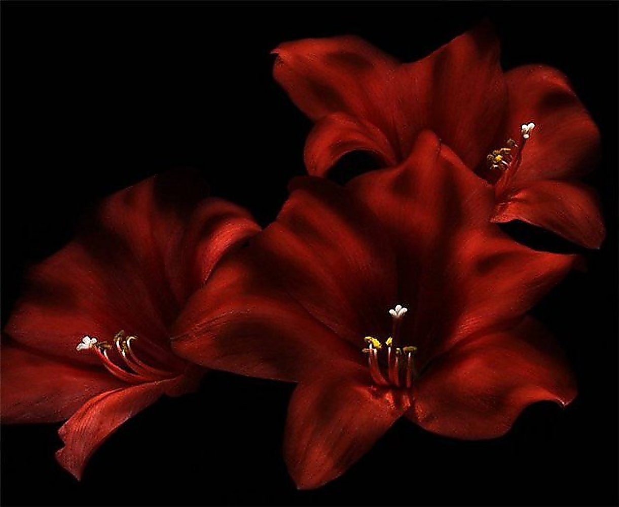 Красная Лилия на черном фоне