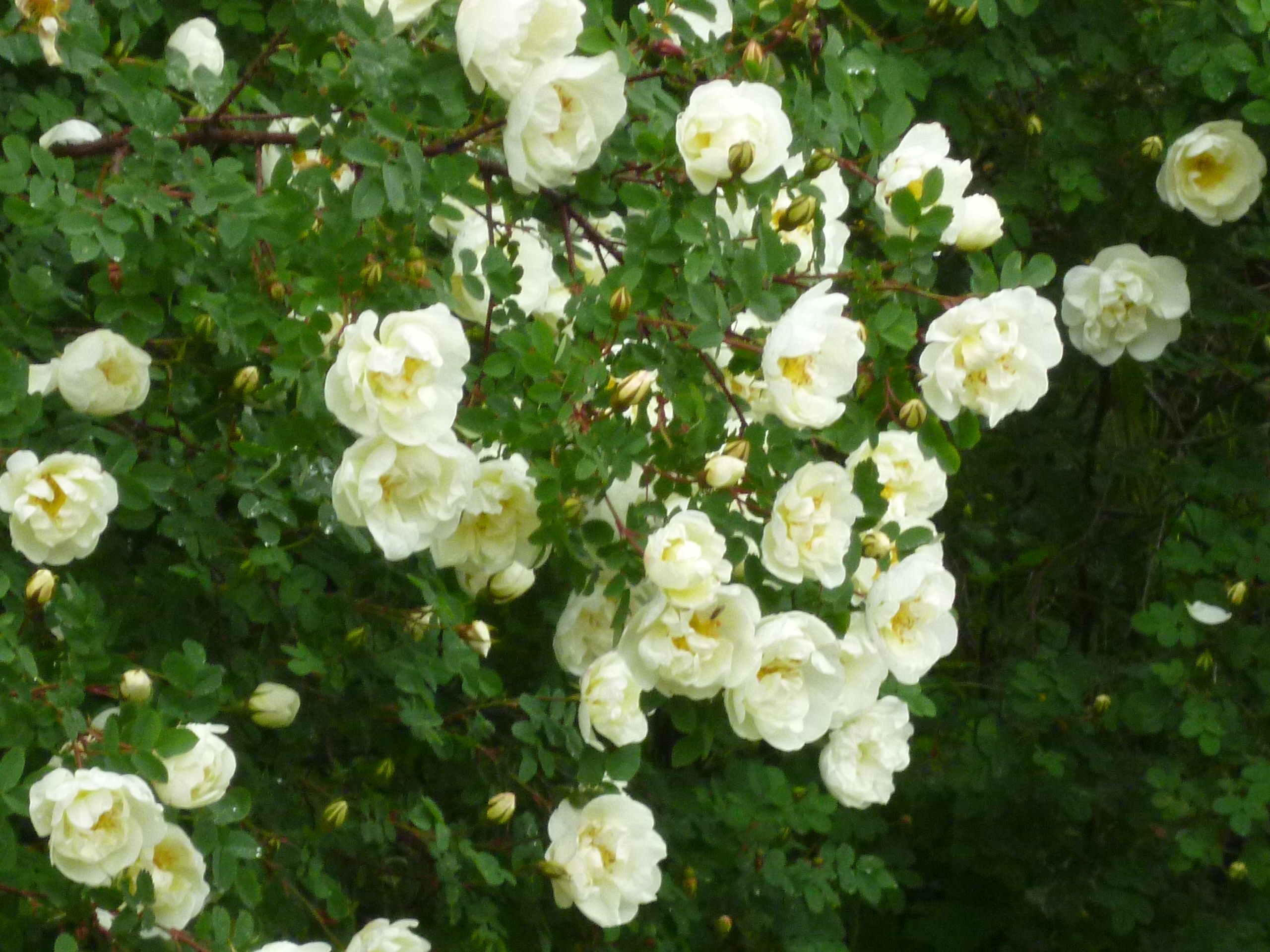 Белая Кустовая Роза Шиповник