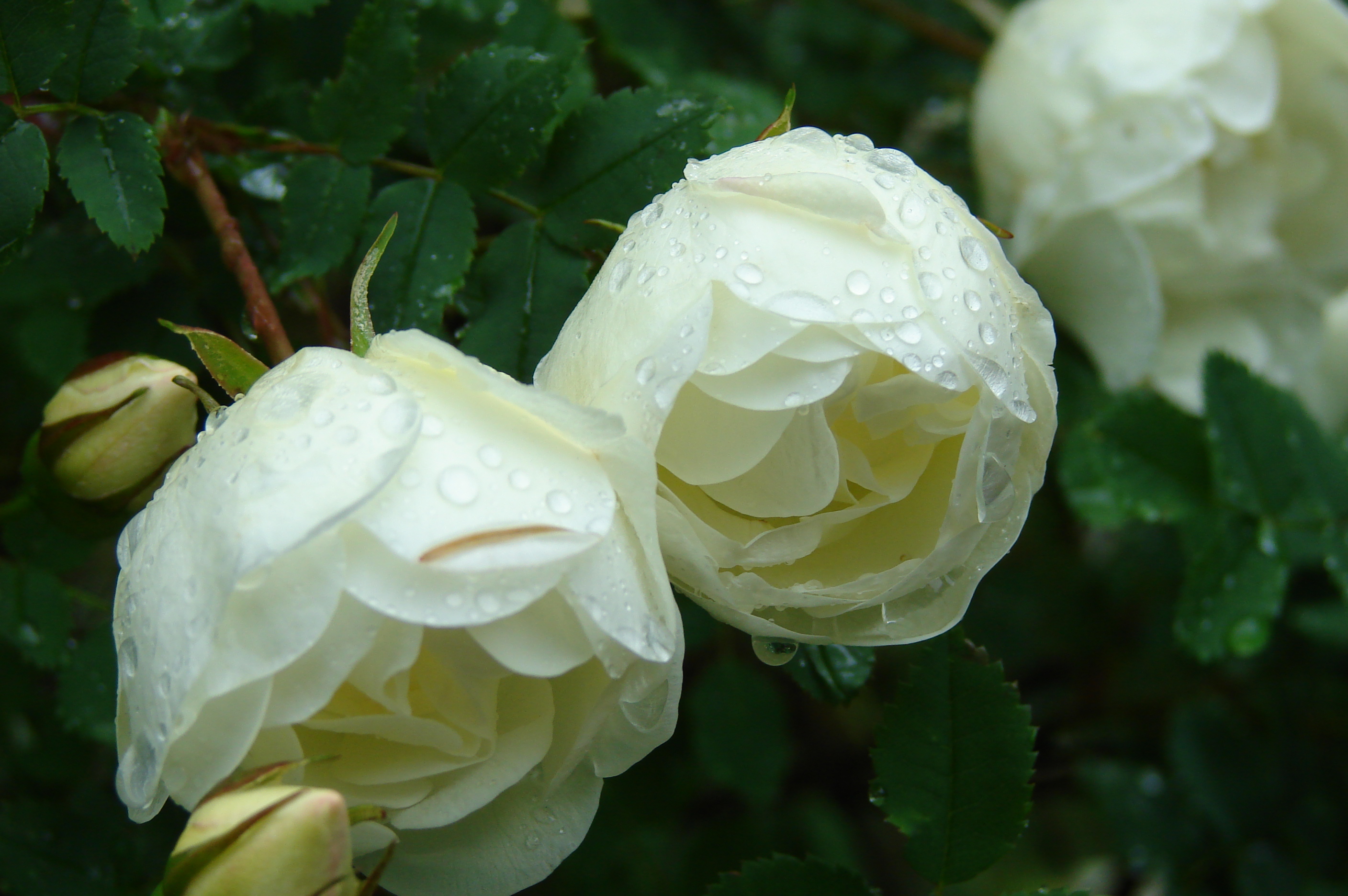 Белая кустовая роза шиповник