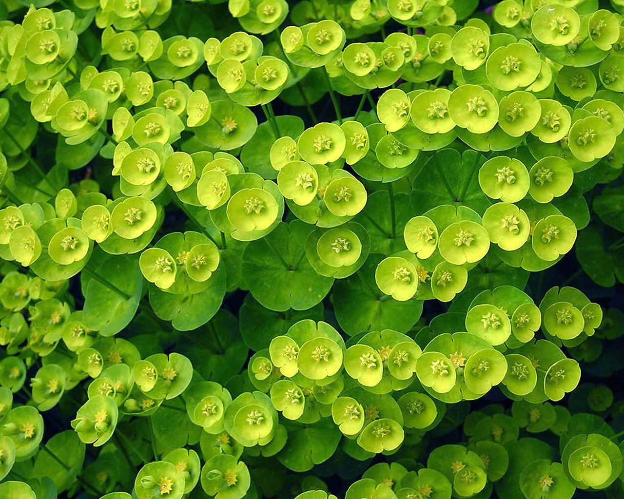 Красивые зеленые растения