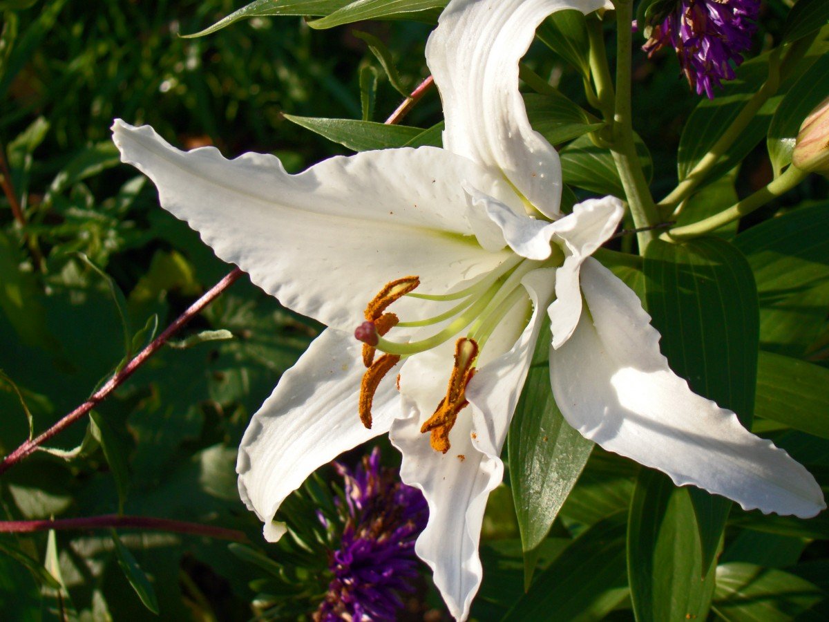 Лилия Крымская цветок