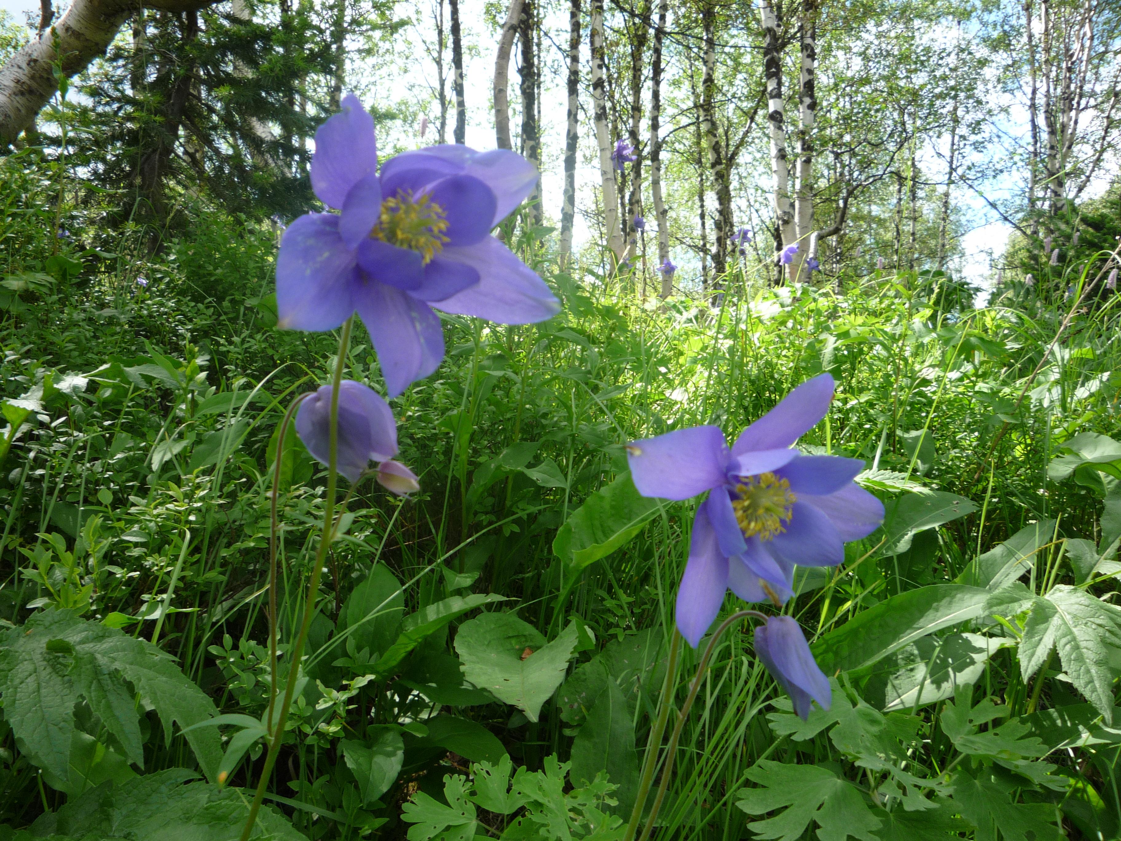 Граммофон Лесной цветок Сибири Иркутская