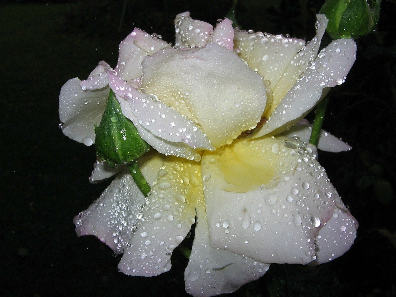 Белая роза с каплями