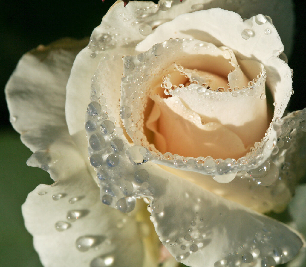 Белая роза Макросъемка