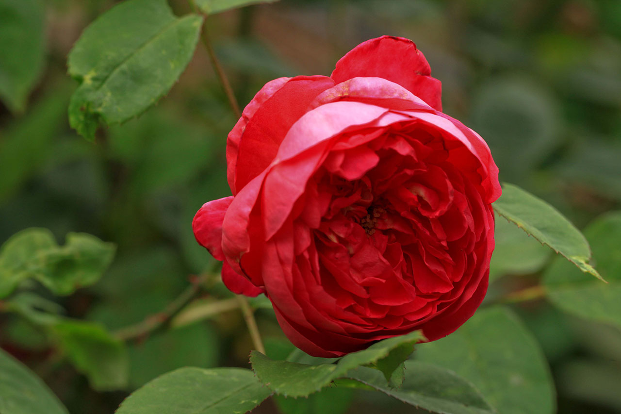 Роза Парковая Ред Бриллиант