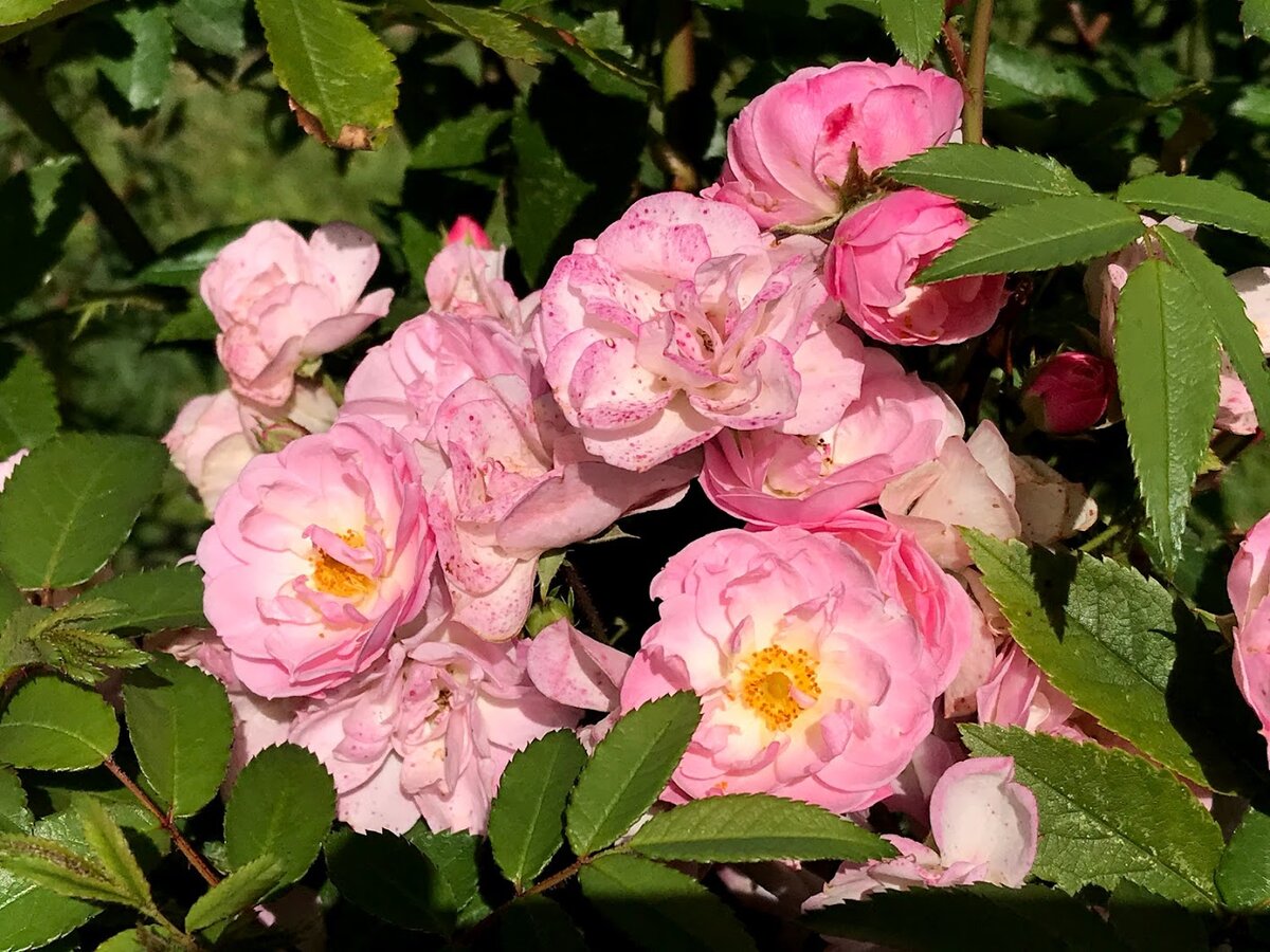 Парковая роза Флорен Руж