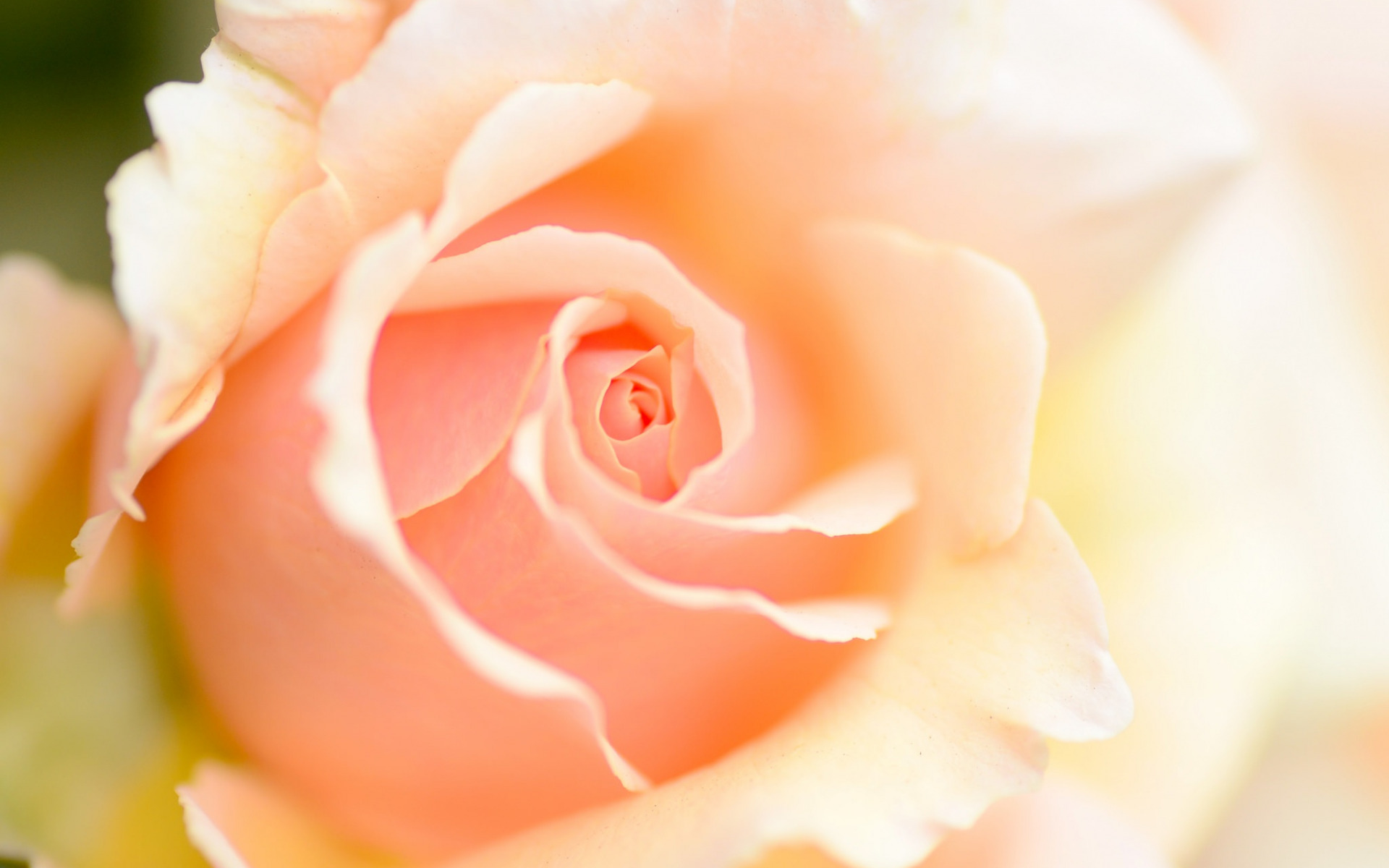 персиковые розы фото
