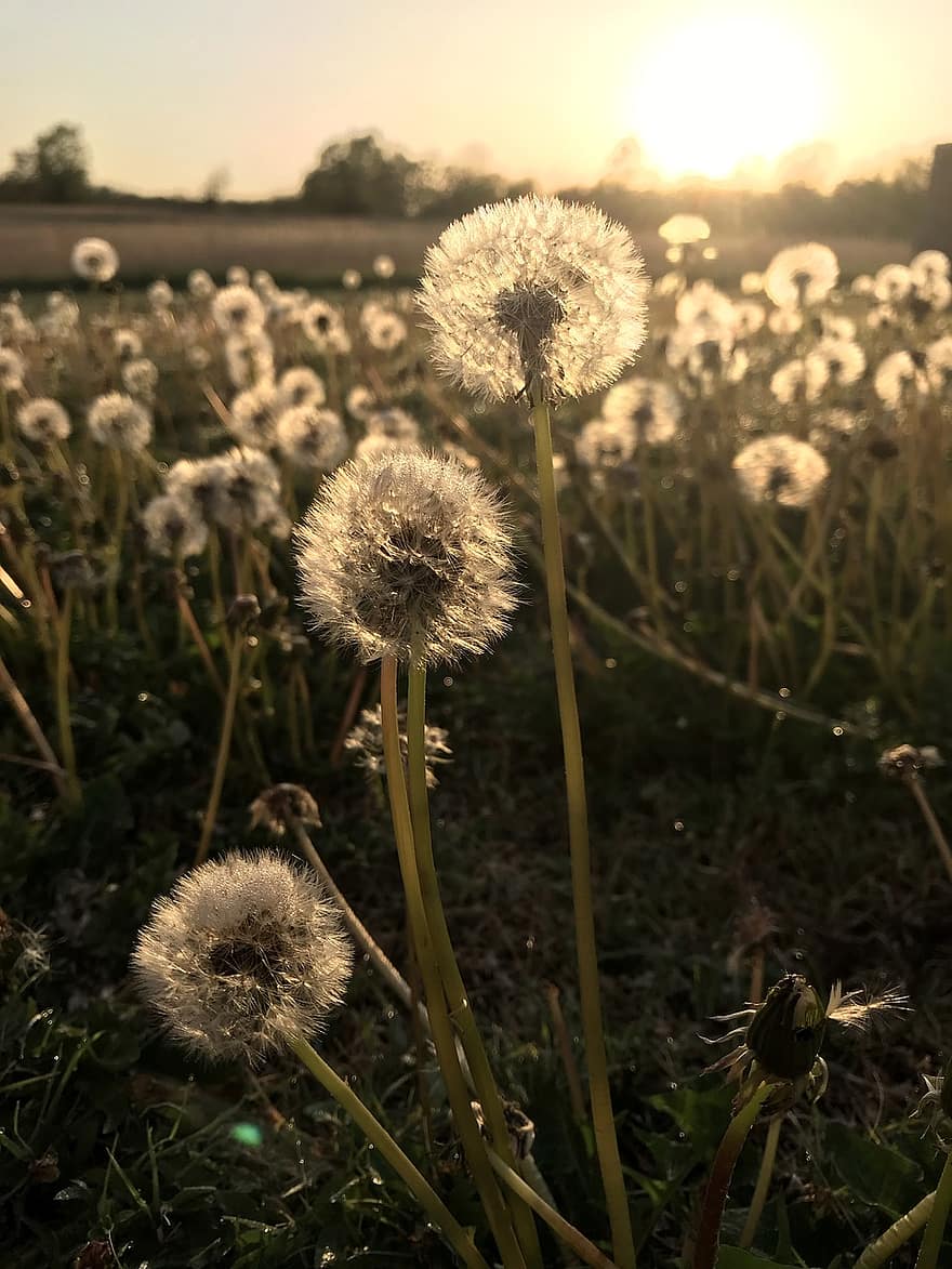 Фотообои одуванчики фото