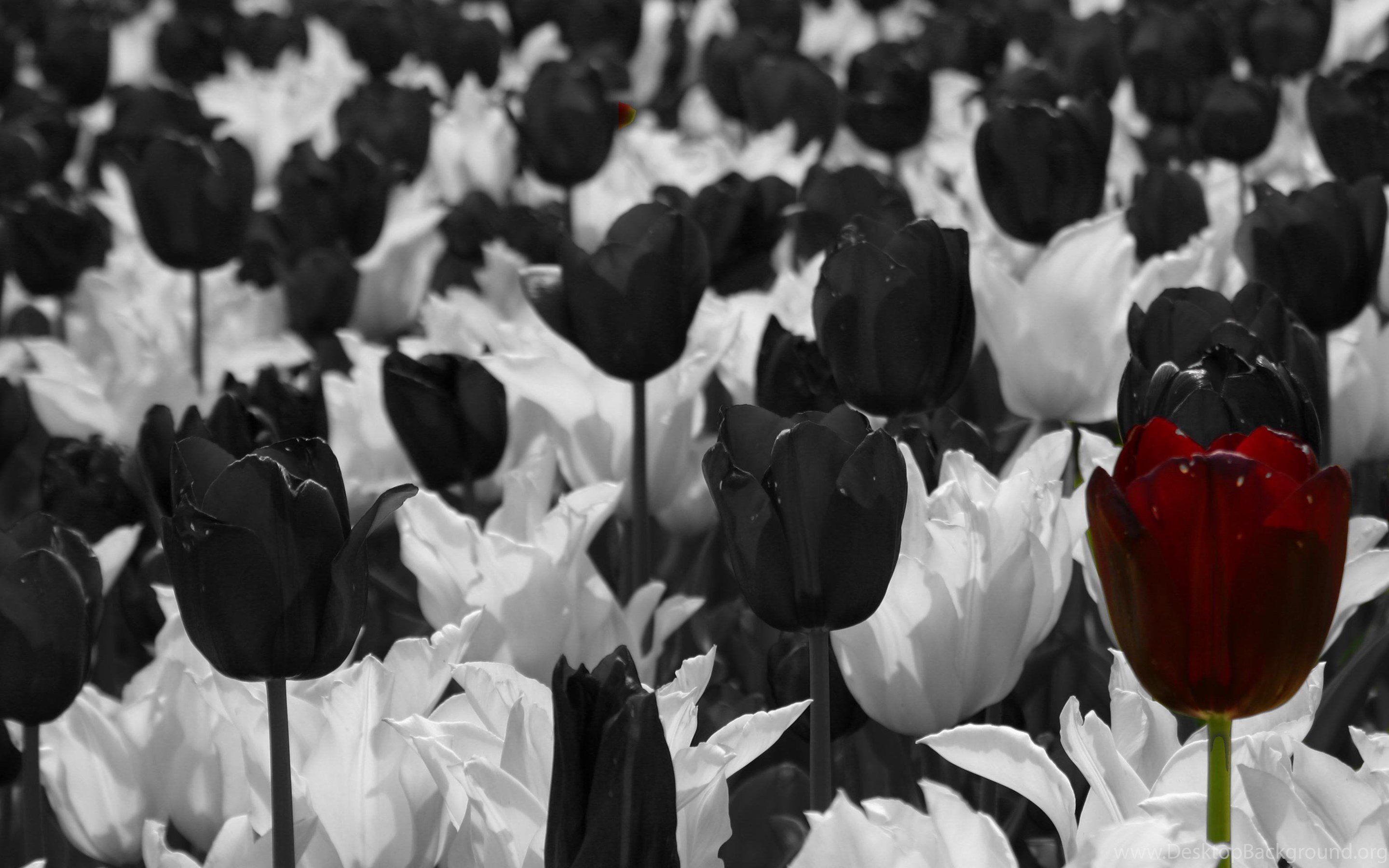 фото цветов в черно белом цвете