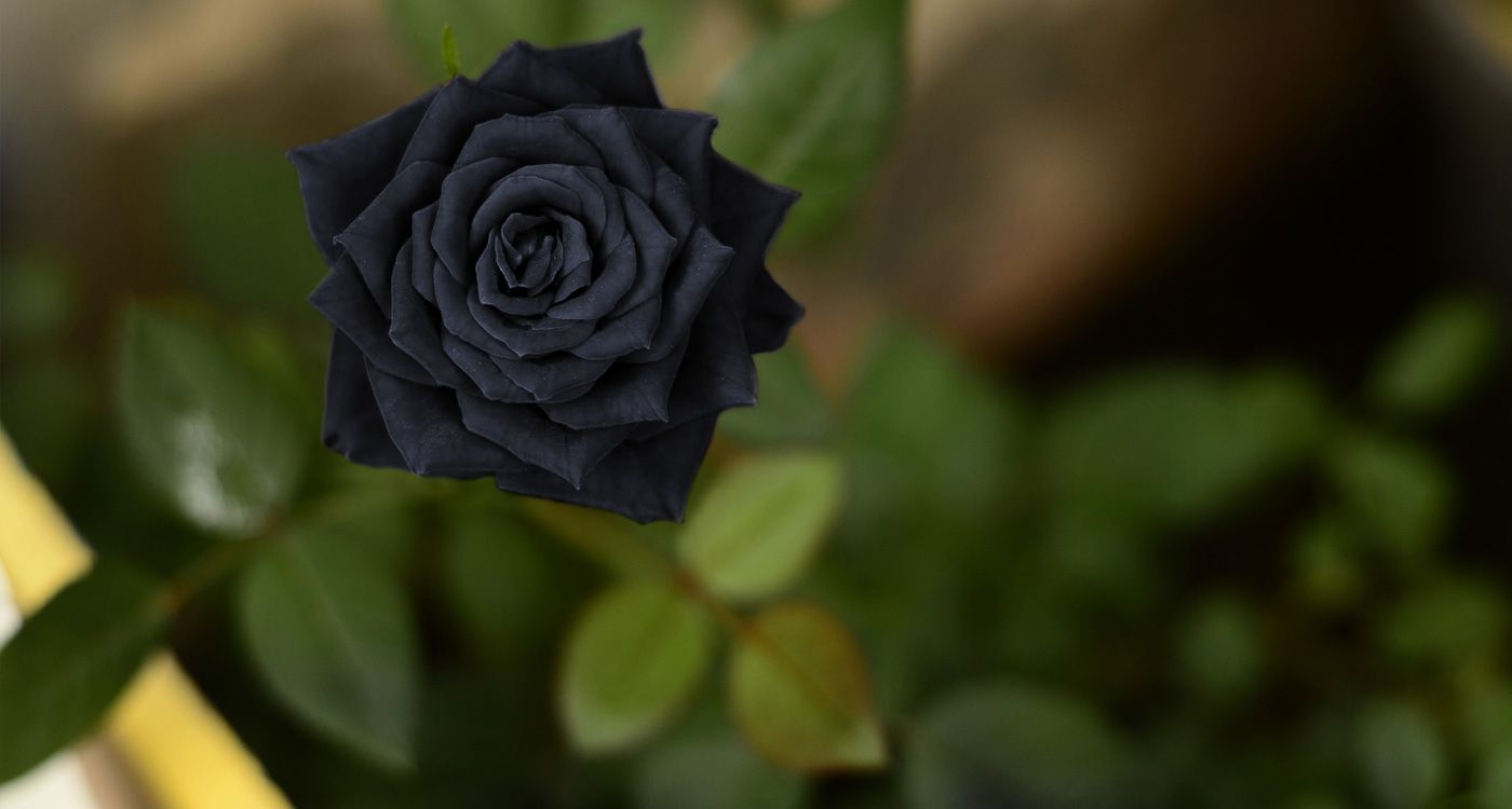 Лист розы черный