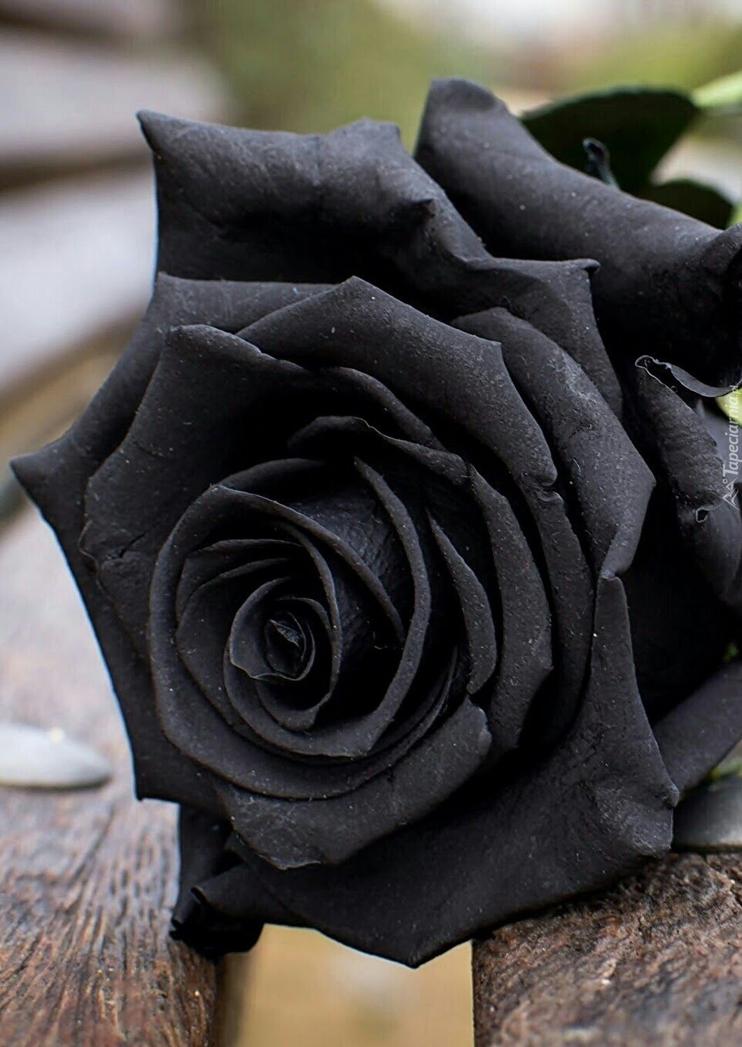 Роза черная Жемчужина
