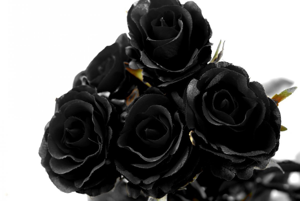 Где Купить Черные Розы В Спб