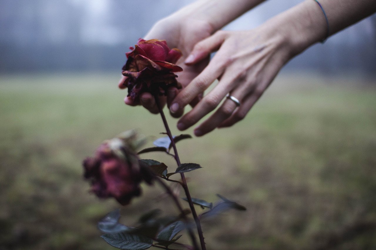 роза в руке фото красивые