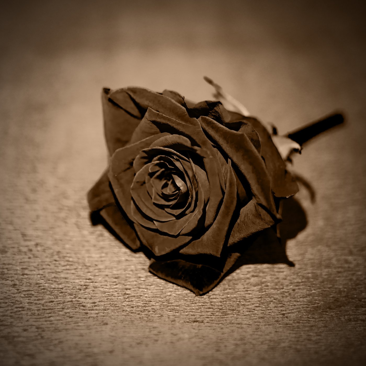 Черная роза печали