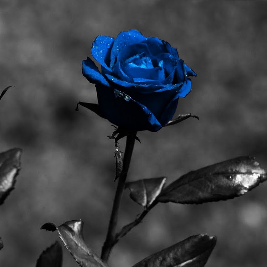 Синяя роза на черном фоне