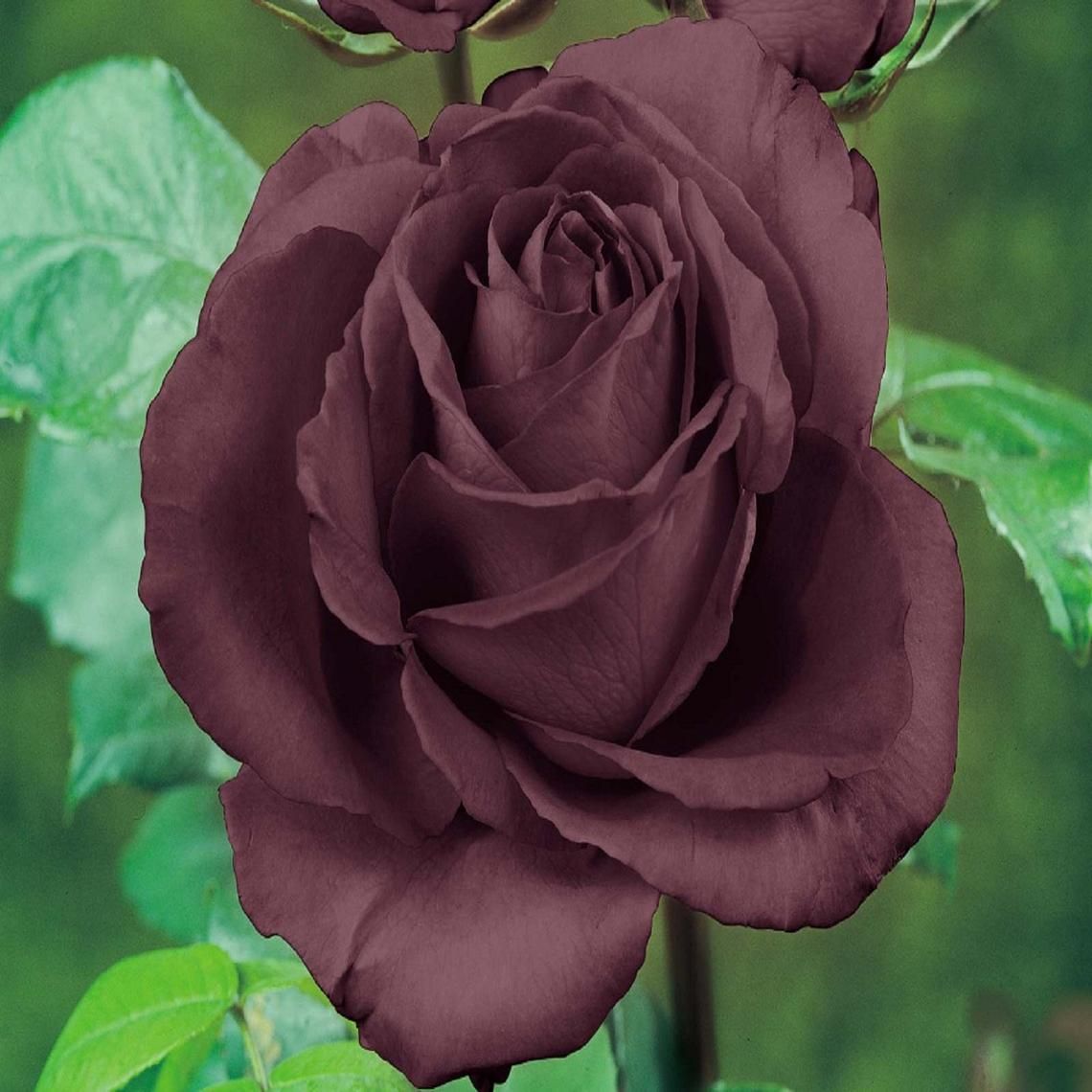 Розы цвета шоколада
