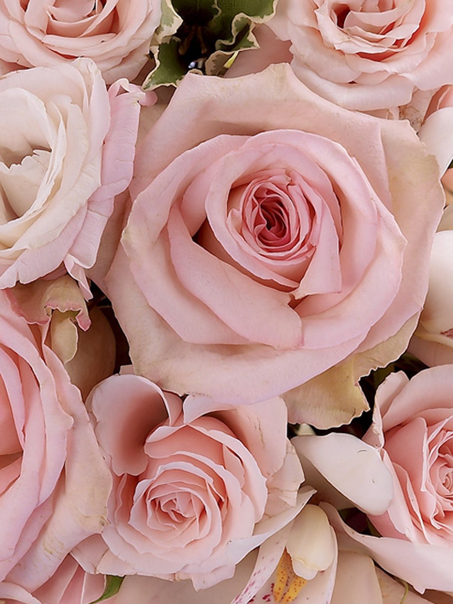 Пастельно розовые розы