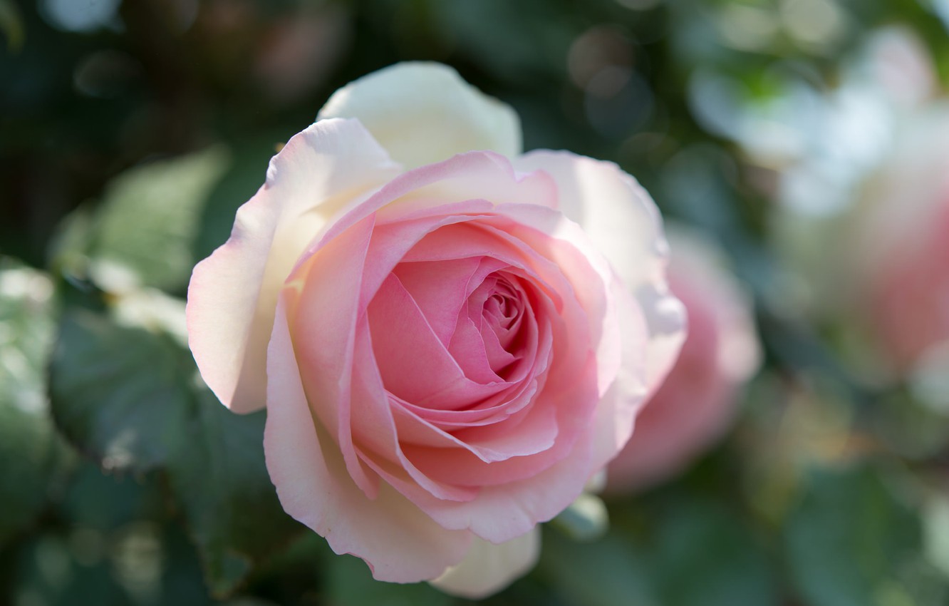 Маленькие светло розовые розы