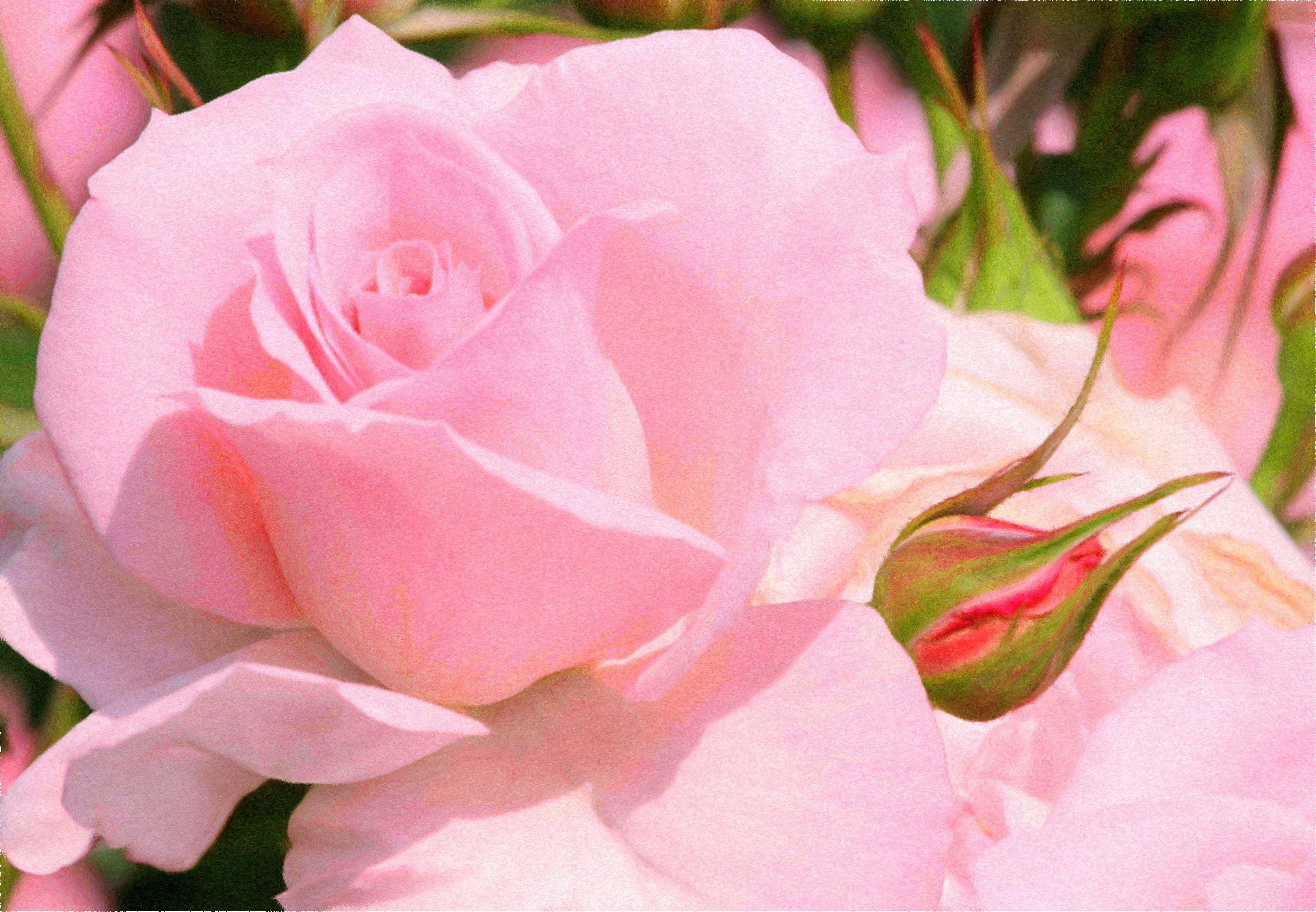 Розы нежного розового цвета