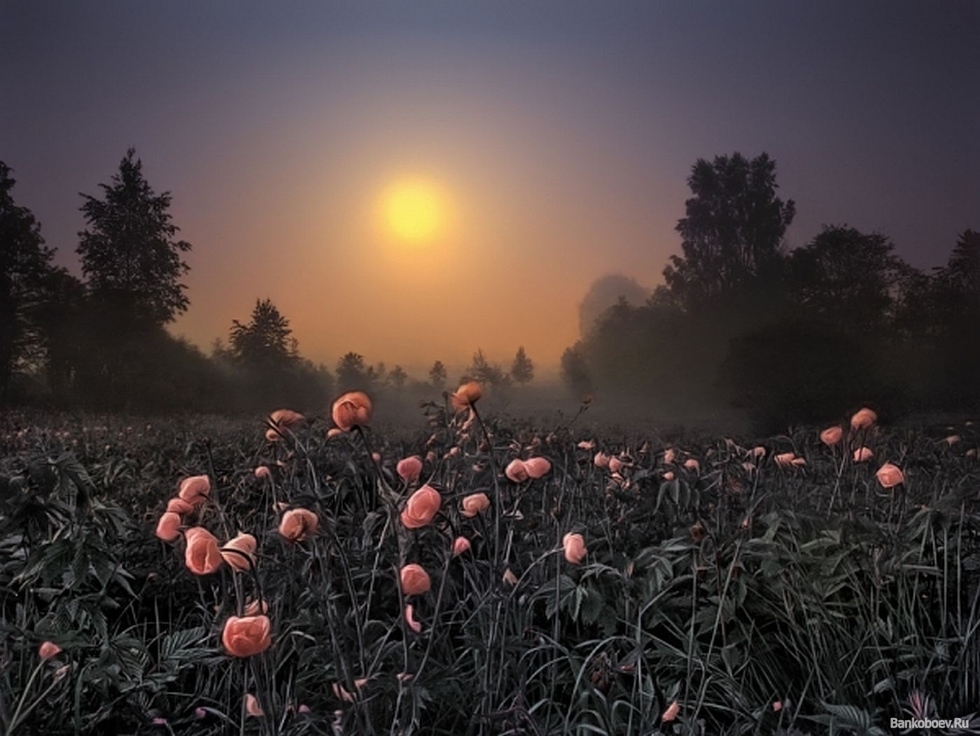 Ночные цветы в поле