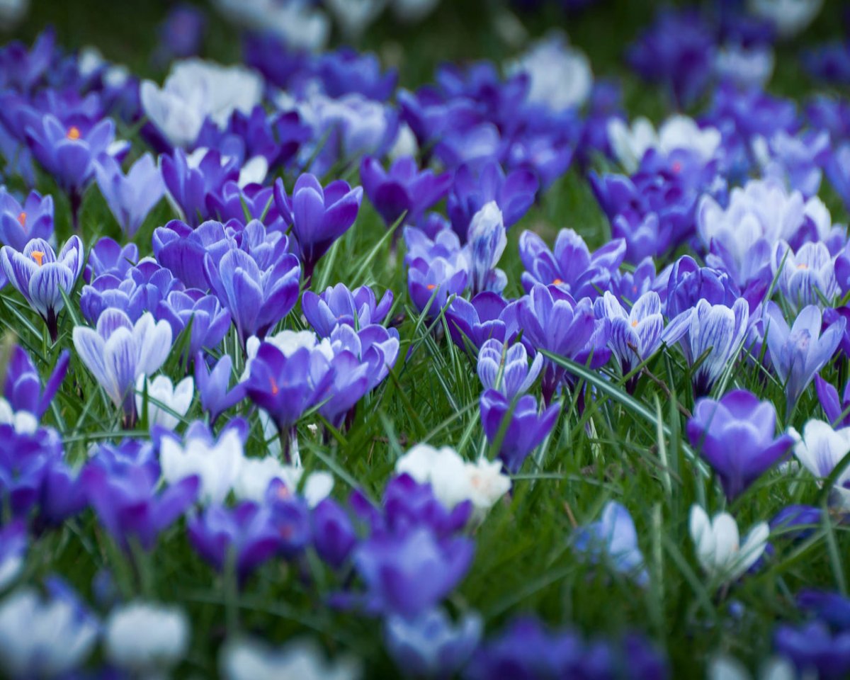 Весенние синие цветы красивые