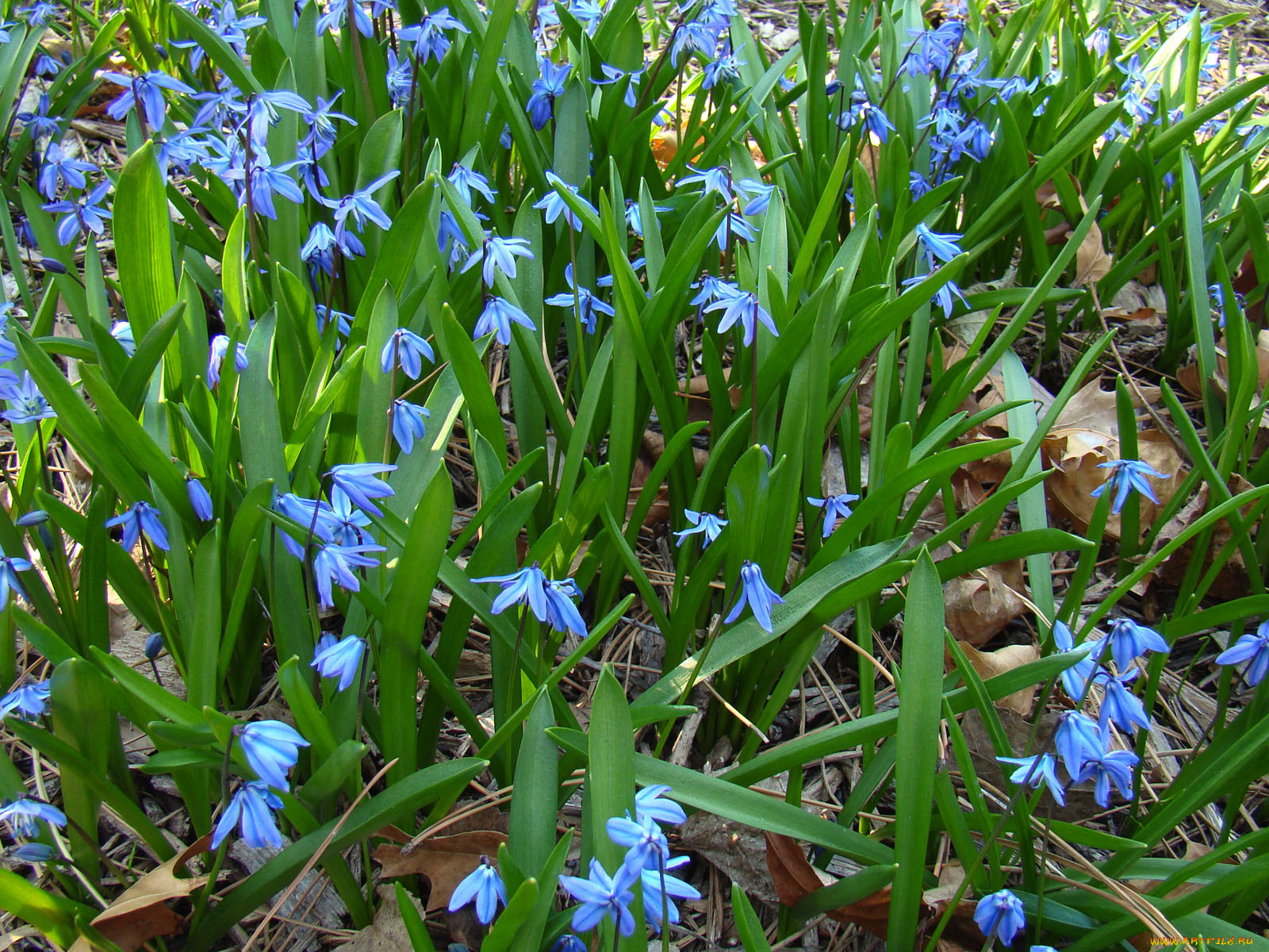 Весенний цветок синий похож на Подснежник