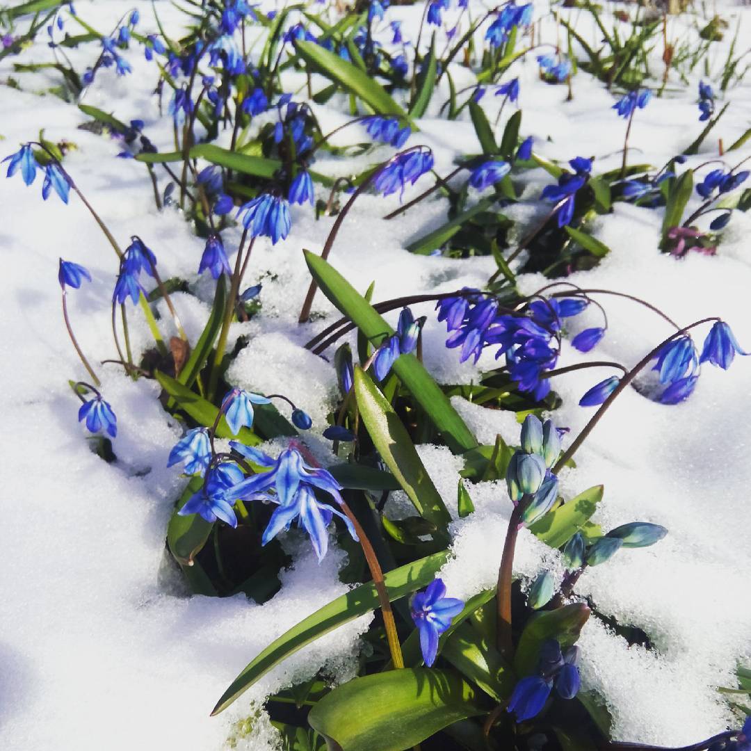 Первоцветы пролеска снег