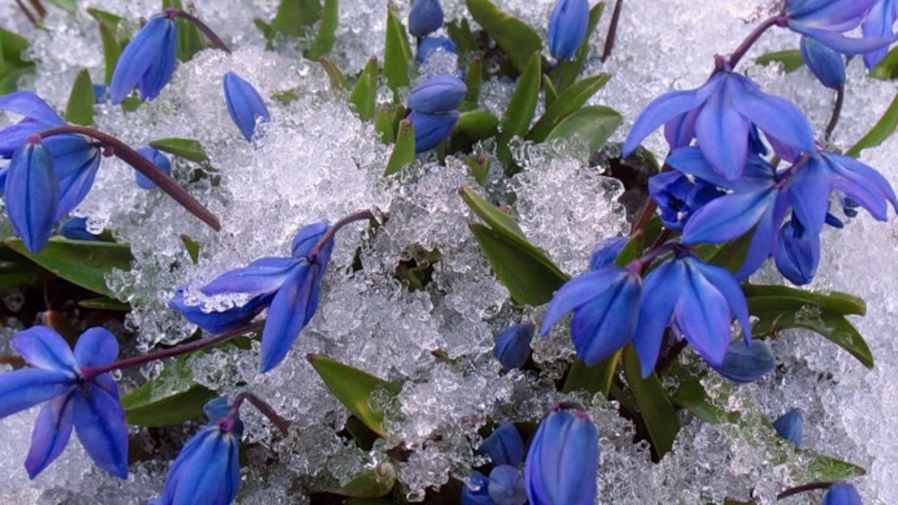 Голубые подснежники в снегу