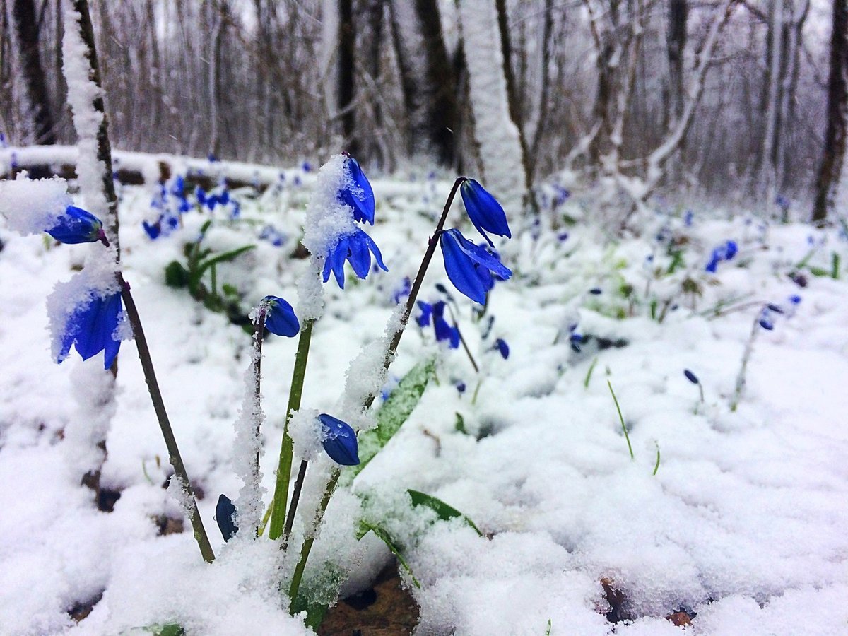 Первоцветы пролеска снег