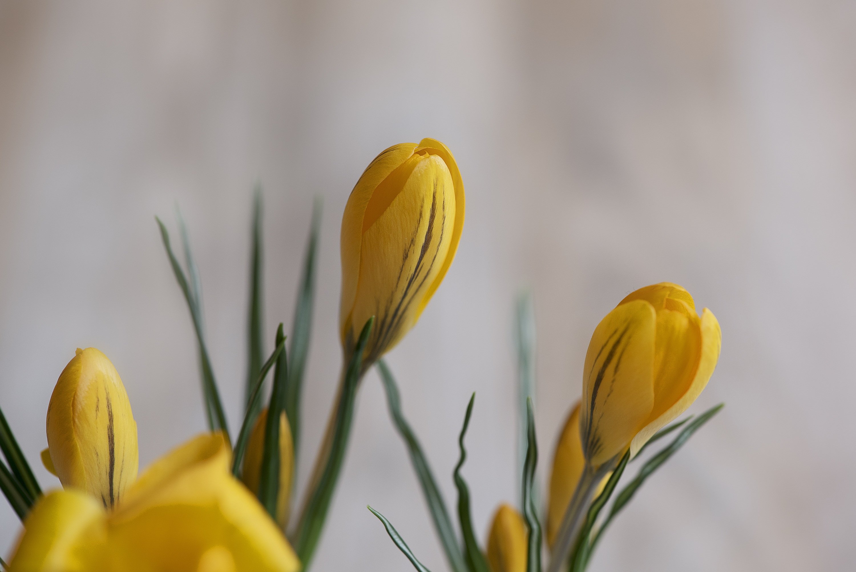 Желтые цветы ранняя Весна