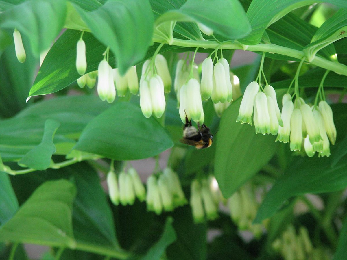 Купена многоцветковая (Polygonatum multiflorum)