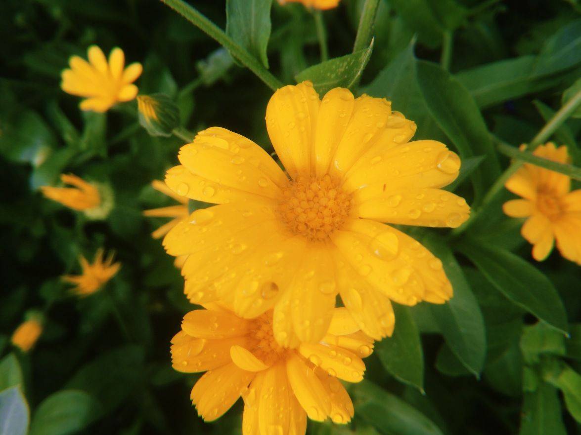 Садовый цветок желтый похож на ромашку