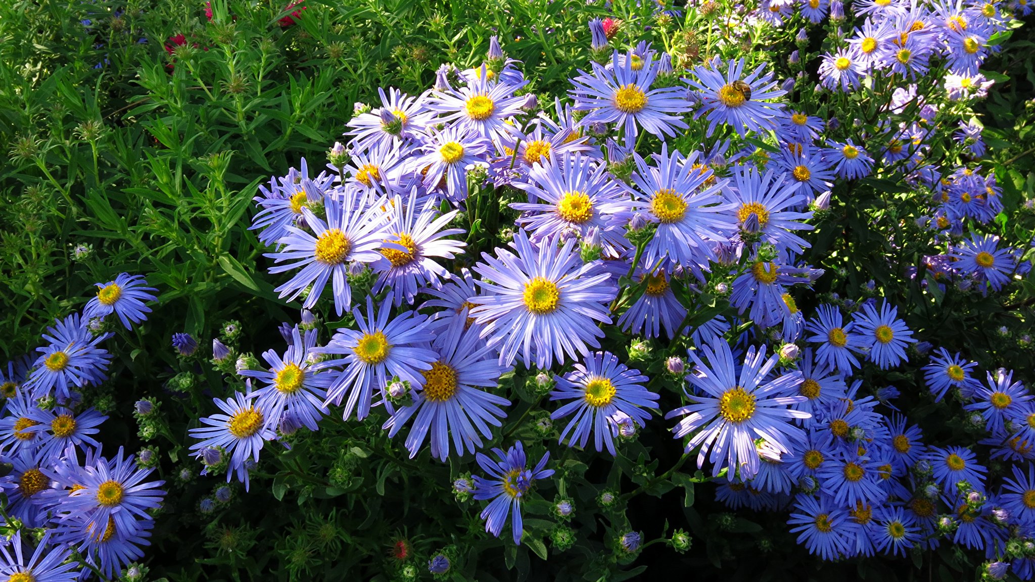 Астра Альпийская (Aster Alpinus `Albus`)