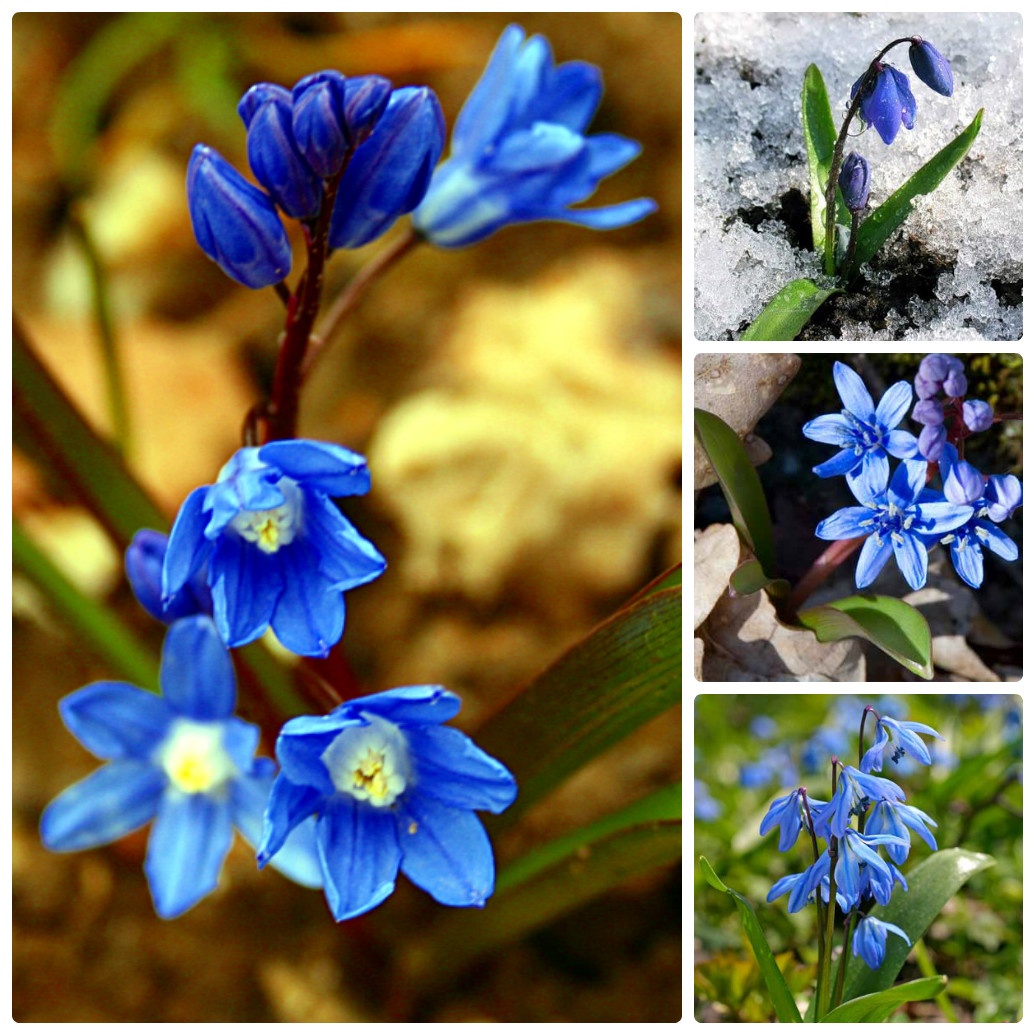 Как называются первые весенние цветы синего цвета фото и название