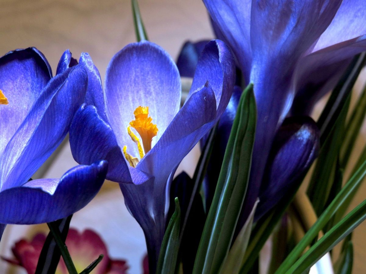 Цветы синенькие Крокус