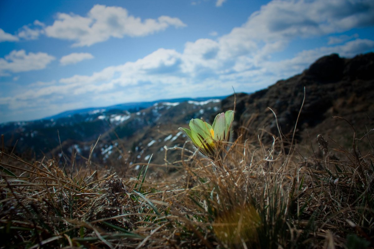 Первоцветы в горах Алтая