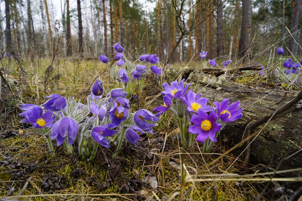 цветы ленинградской области фото с названиями