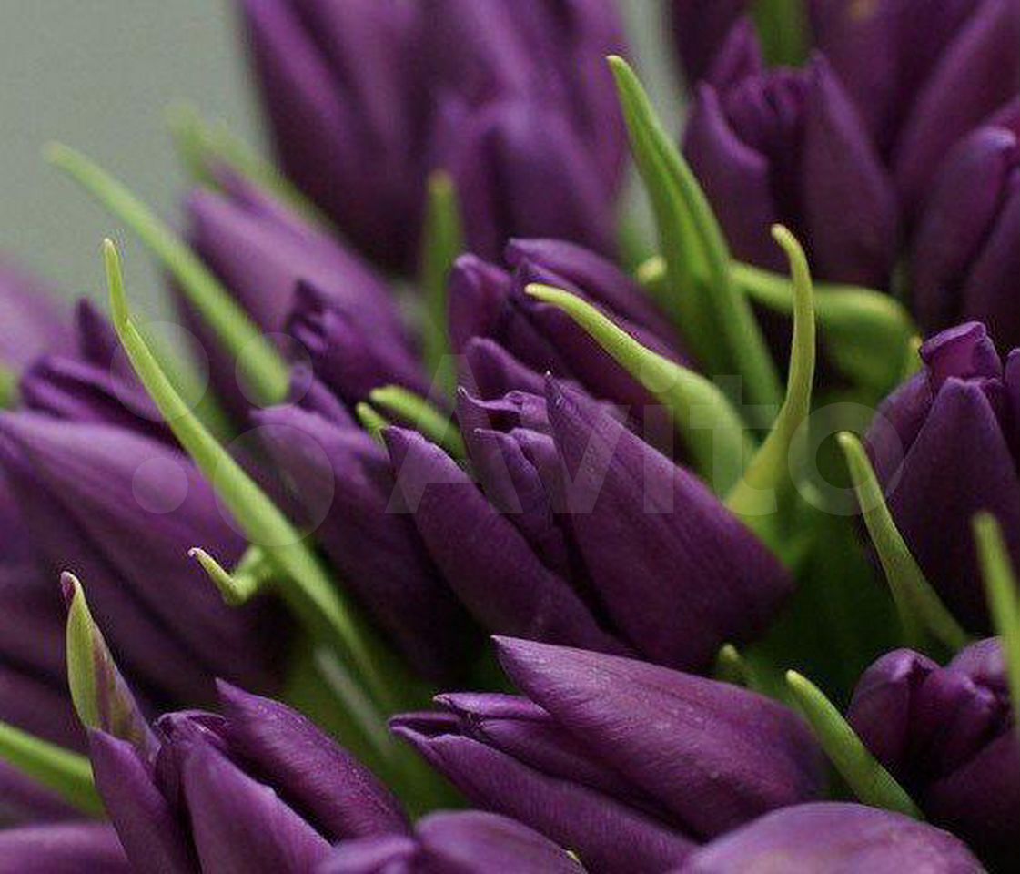 Голландские тюльпаны фиолетовые