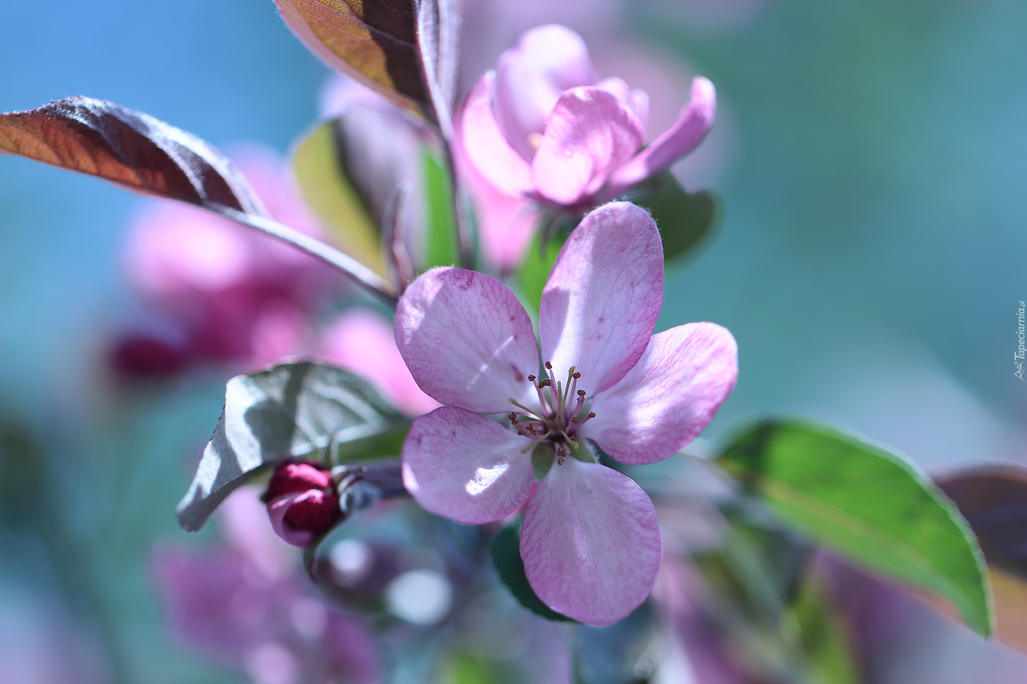 Розовые цветы яблони
