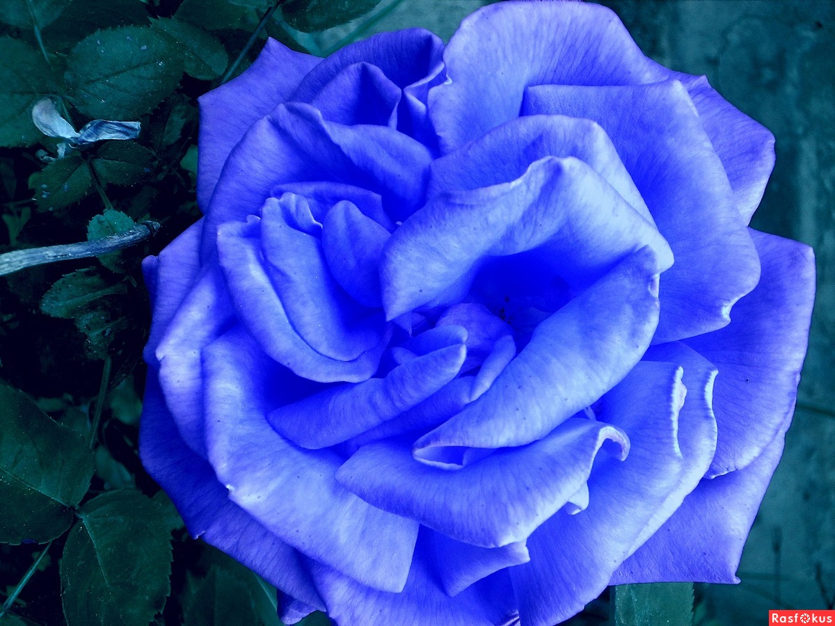 Синяя роза Беатрис
