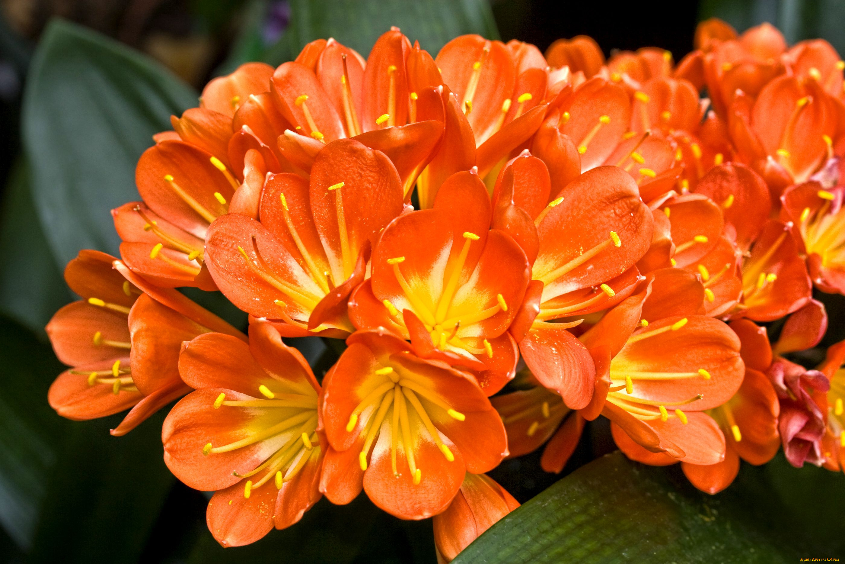 Clivia Orange цветок