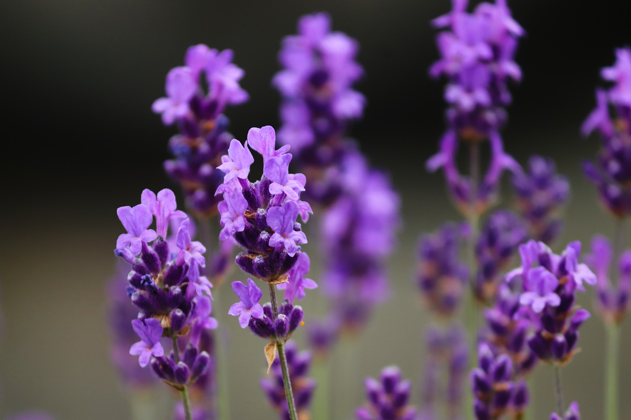 Лаванда Lavandula Purple Violet