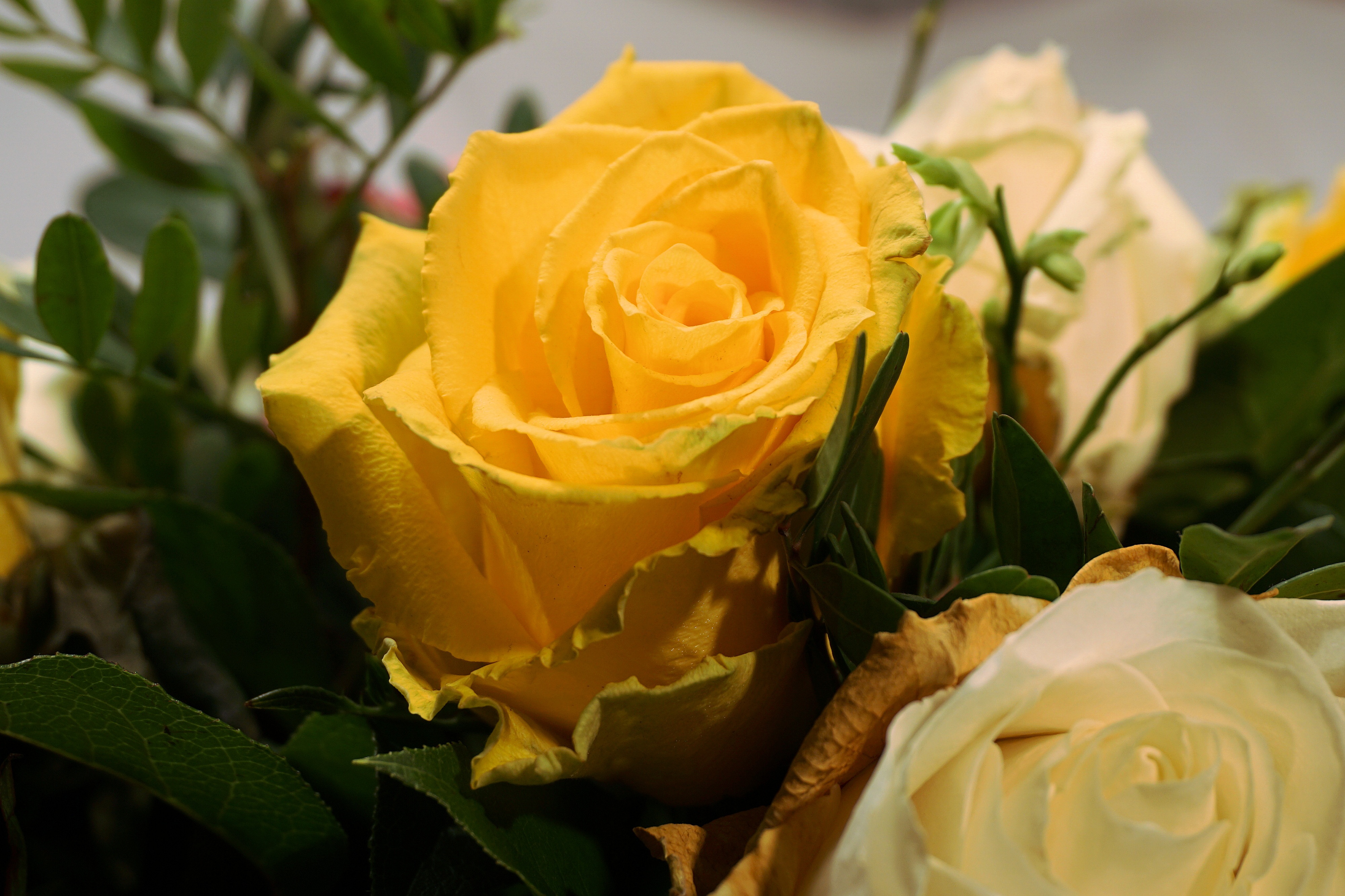 Жёлтые розы очень красивые