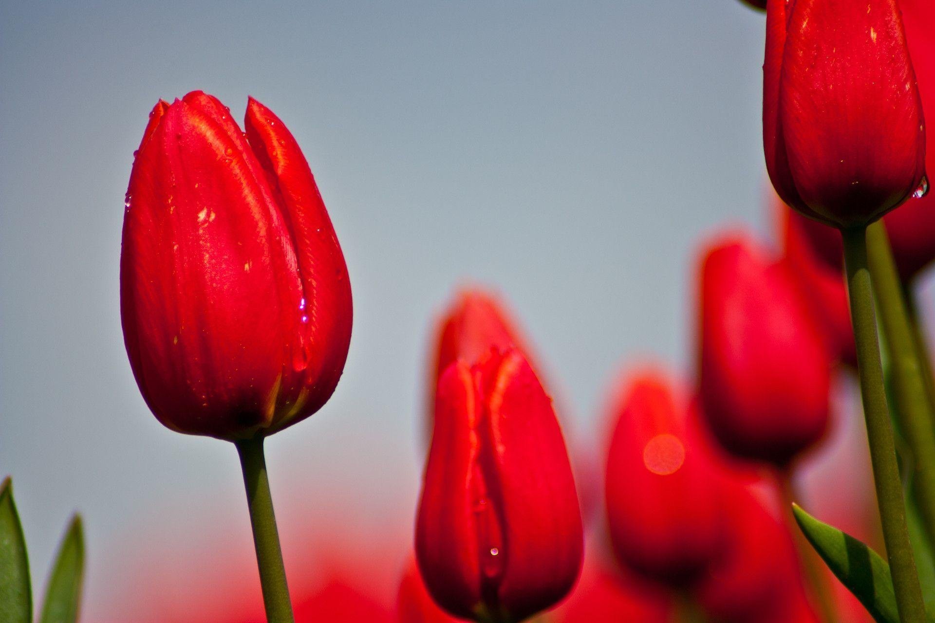 Красные тюльпаны на синем фоне